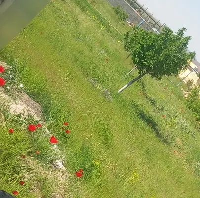 زمین کارگاهی سوله در الوار علیا کوی آسفالت