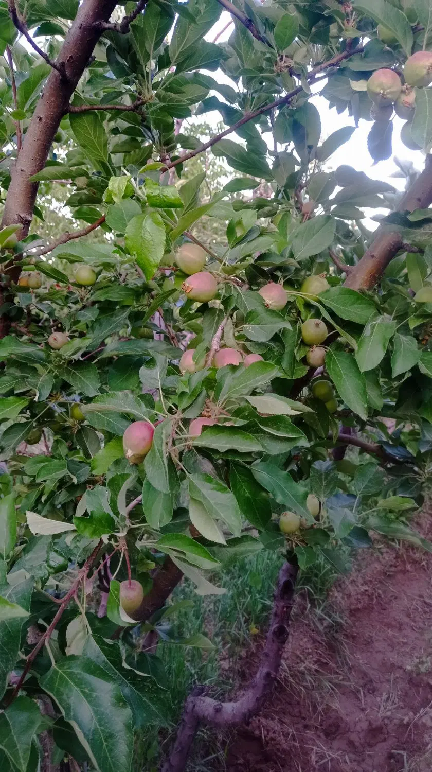 باغ میوه 740 متری