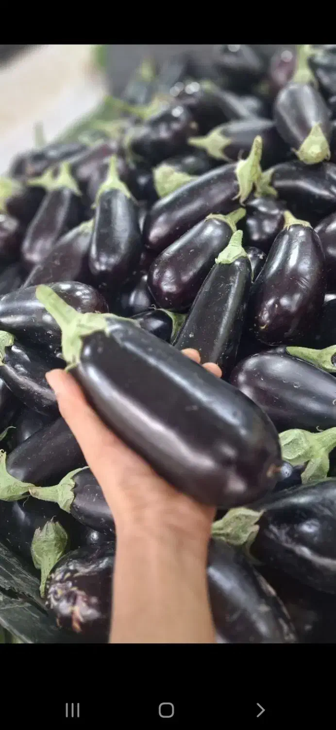 (عطایی یک)   اجاره مغازه میوه و تره بار