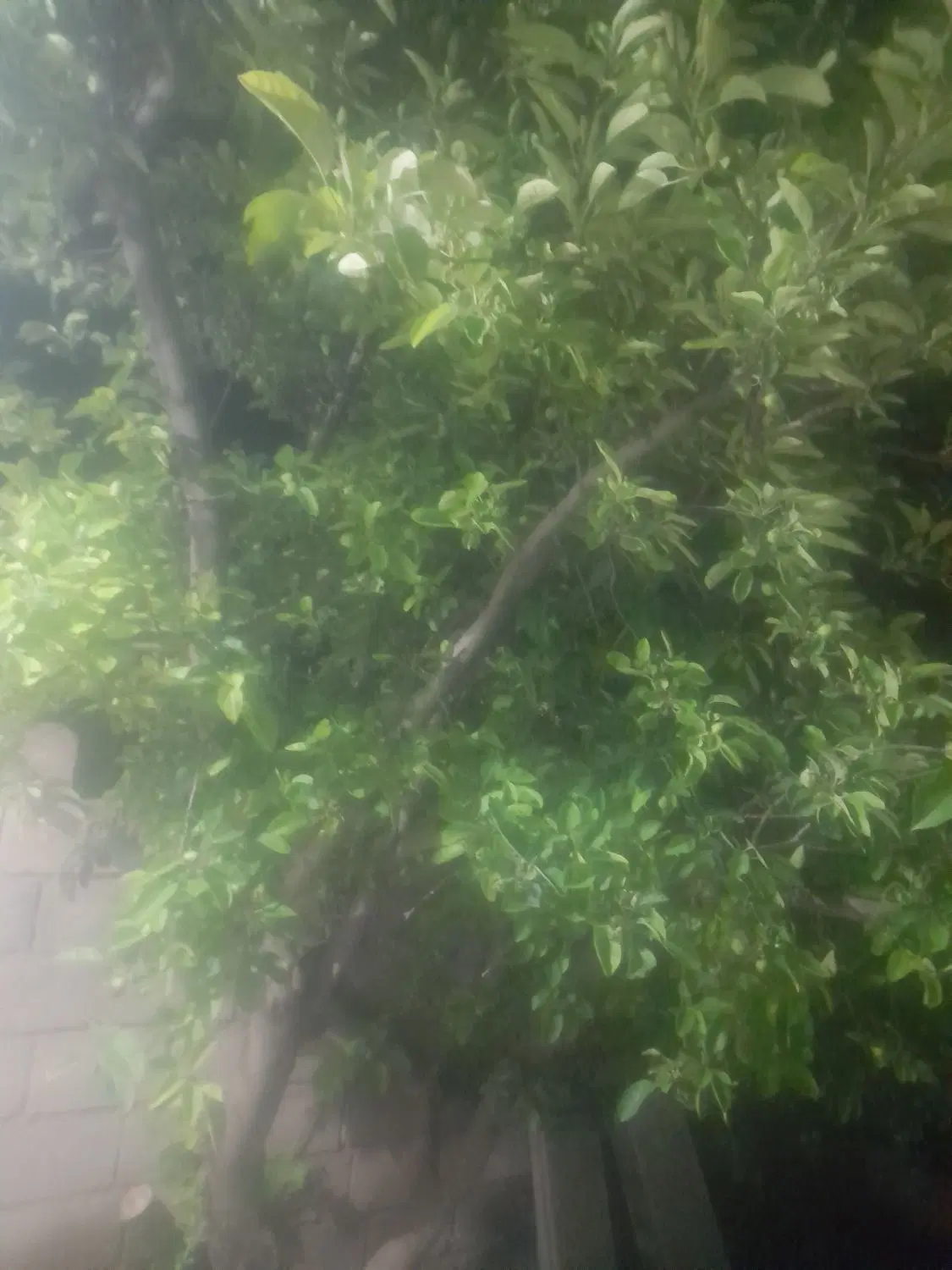 باغ شهر شقایق
