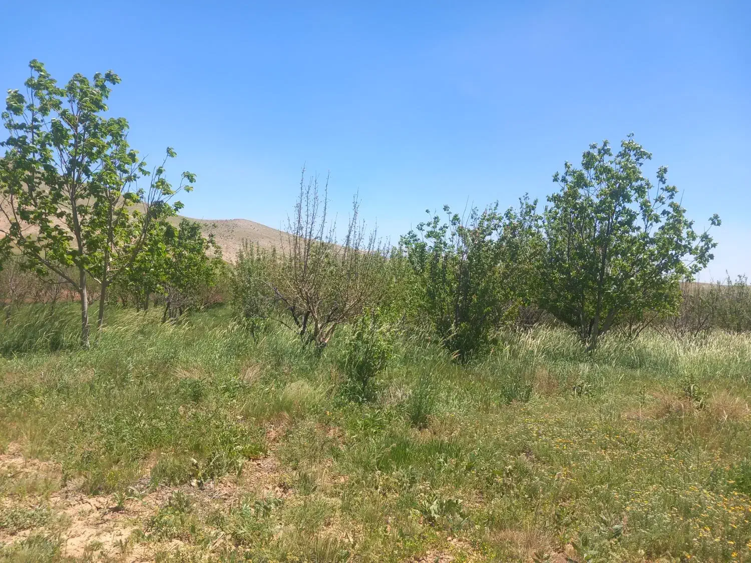 فروش باغ در سرچنار