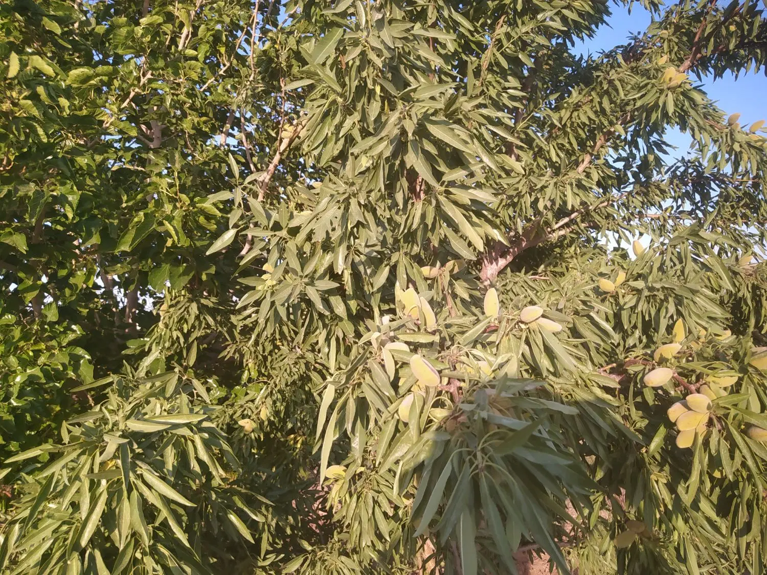 فروش باغ ۱۵ جریب