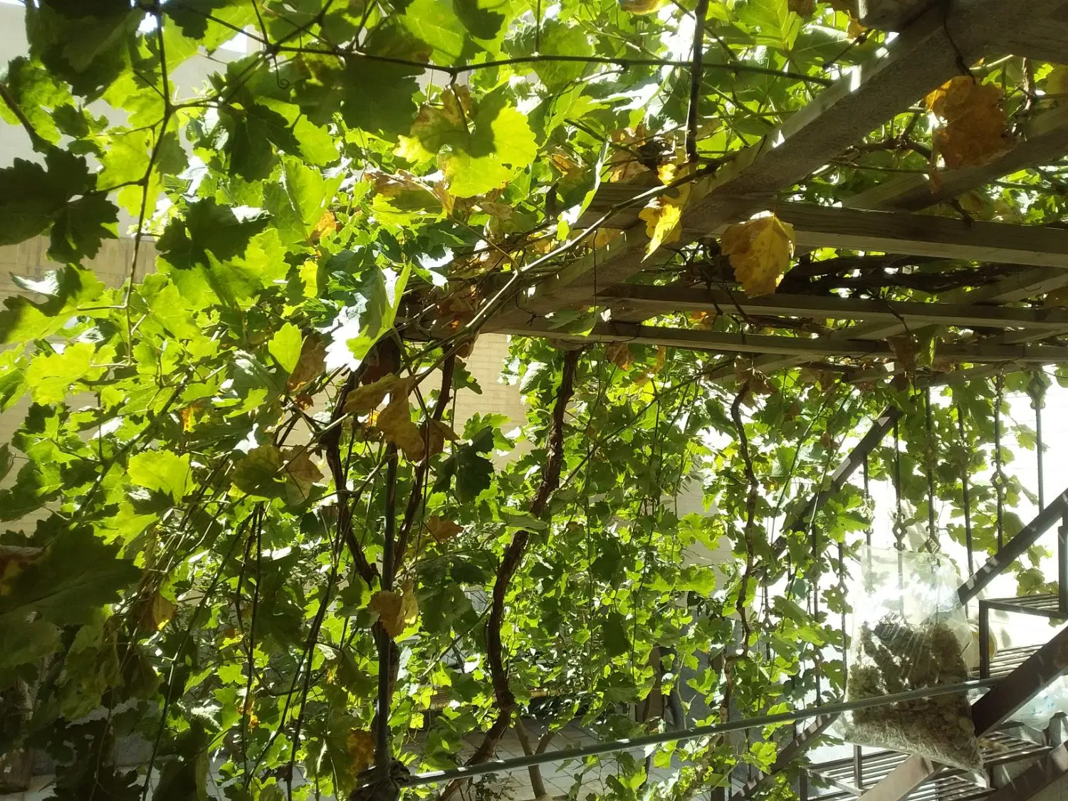اجاره نیم طبقه