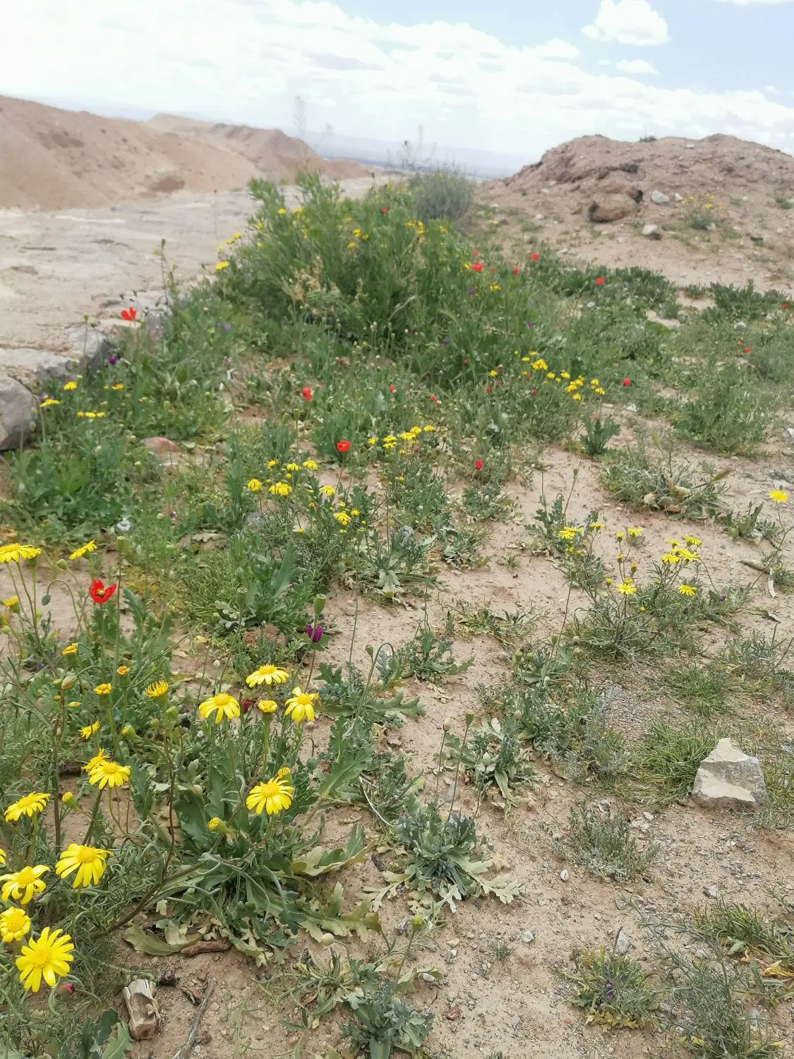 زمین