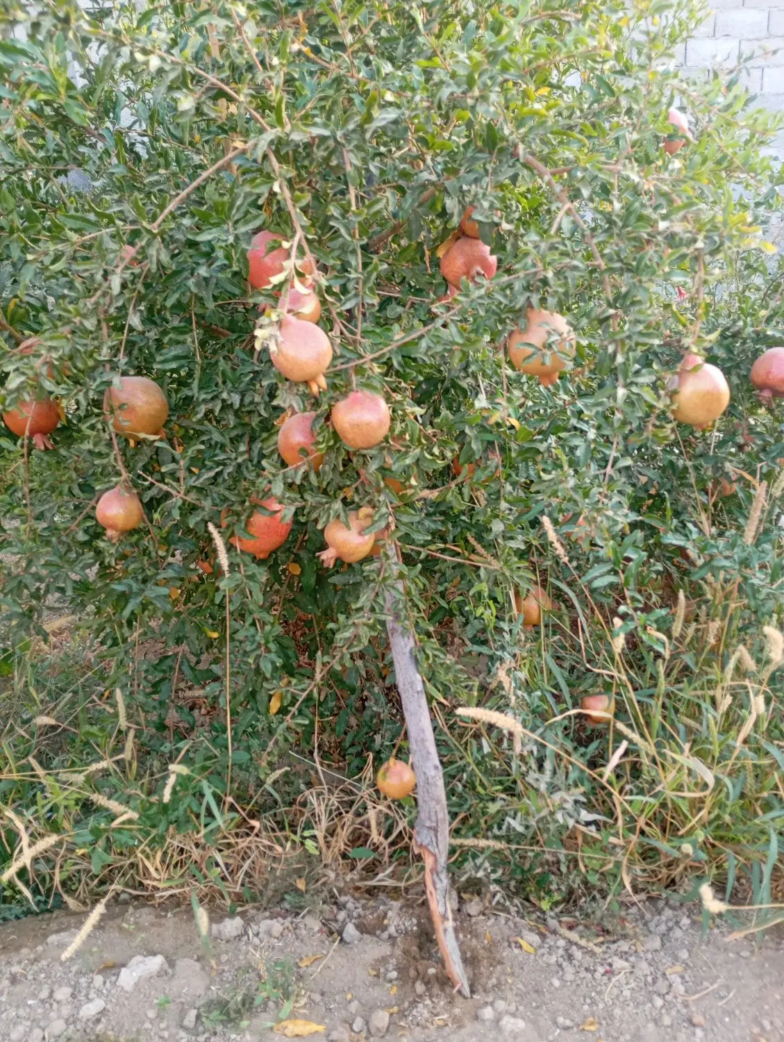 فروش باغ آمرزید آباد