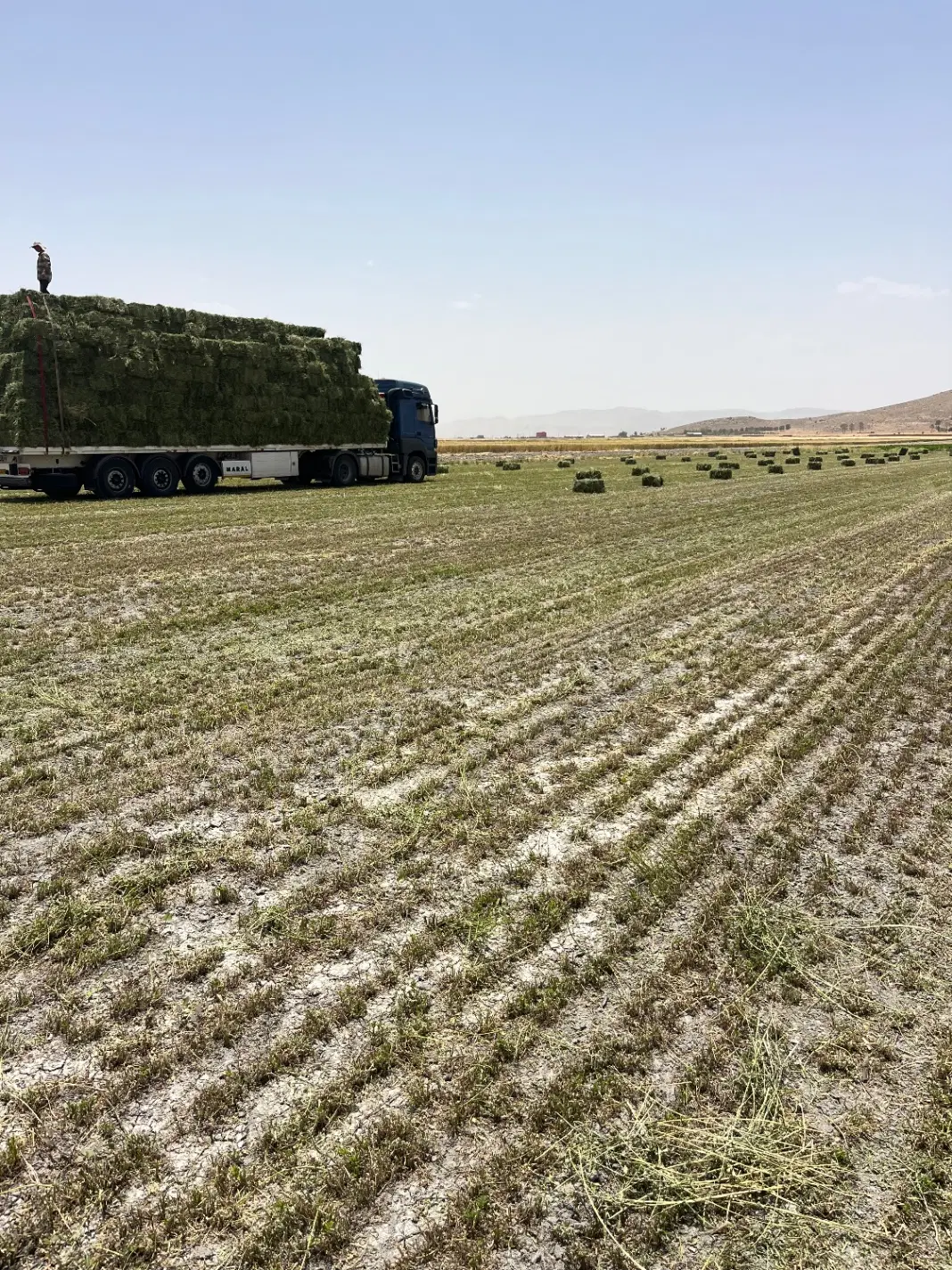 یونجه کاه جو کوفته بسته عمد وجزعی