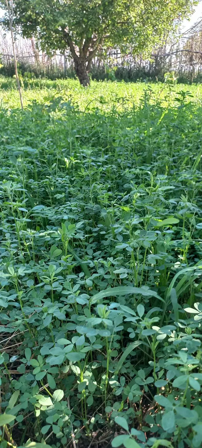 باغ نزدیک شهر