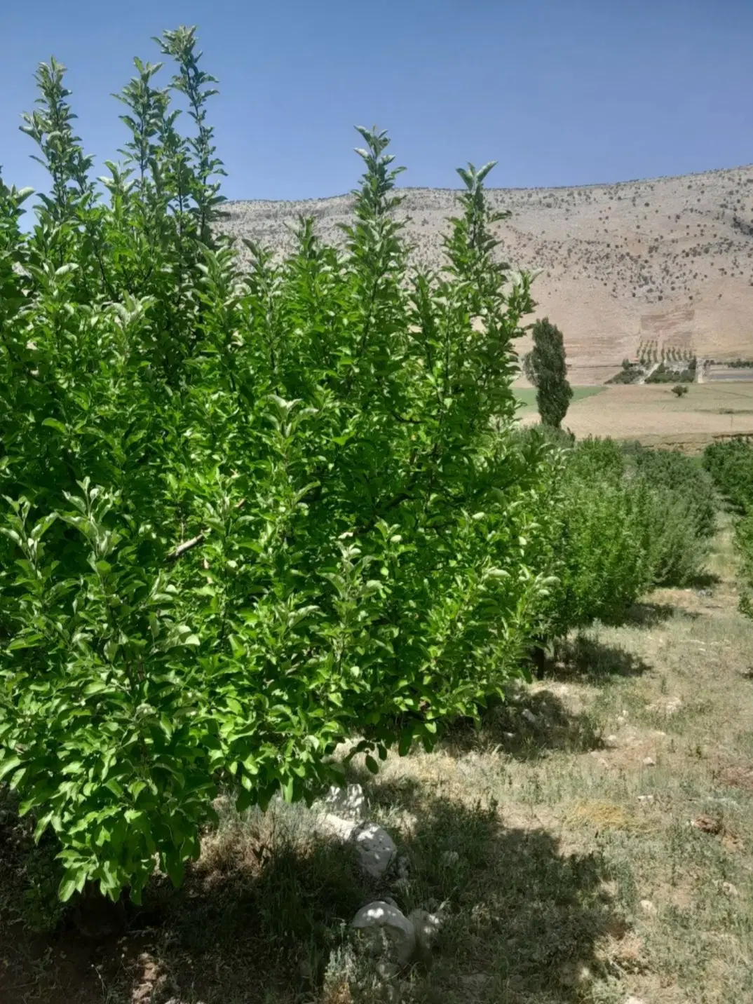 ۲۳۰۰متر باغ سیب دارای آب برق گاز دشتروم تلخدان