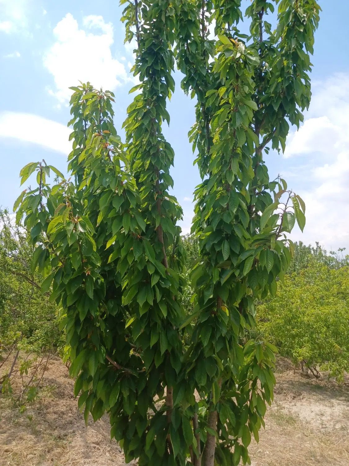 باغ در فرارت شهریار