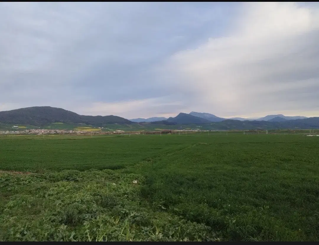 1هکتارو نیم اجاره گندم