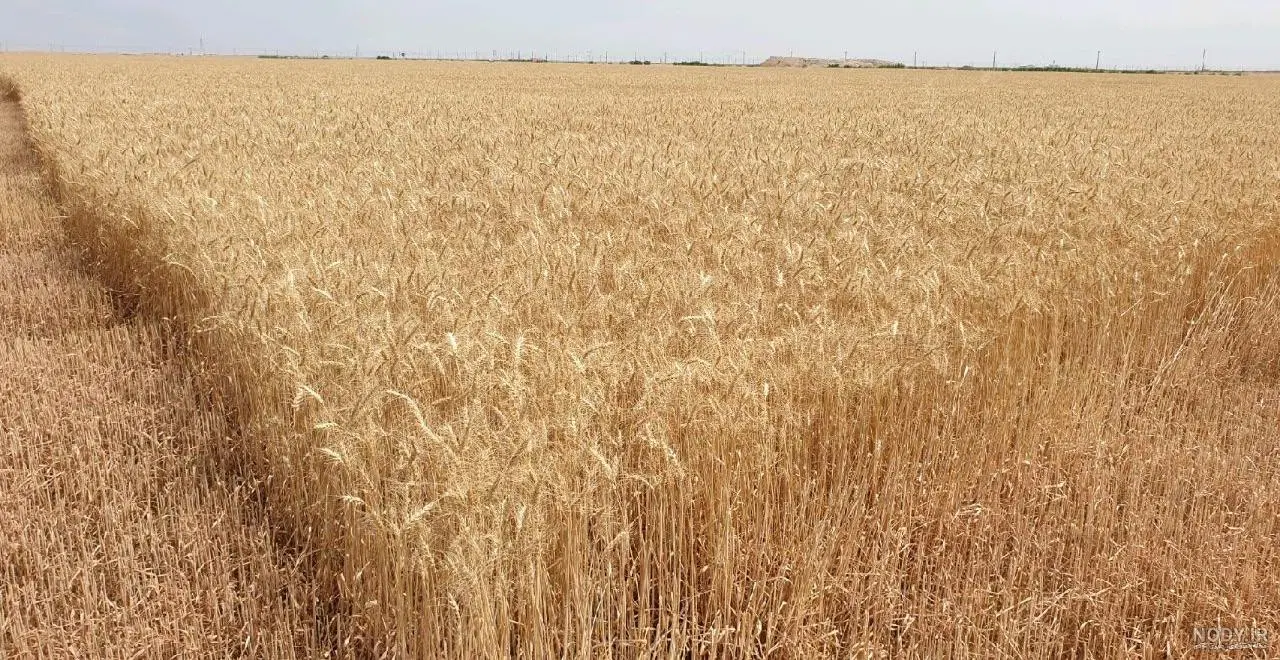 زمین کشاورزی ۲۰۰۰۰ متر مربع