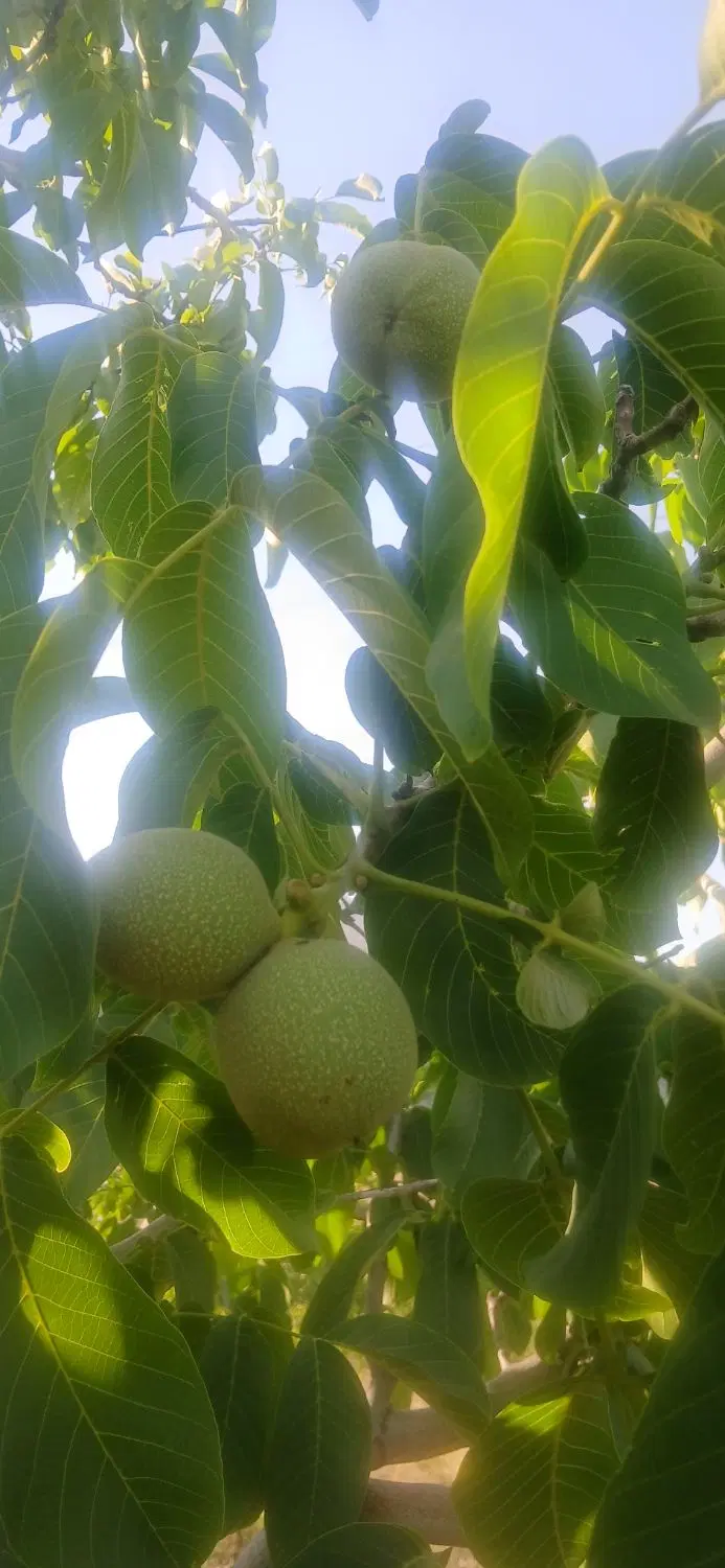 فروش باغ گردو دشت ارژن