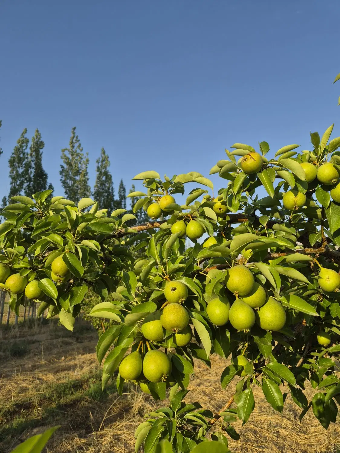 فروش ۷ هکتار باغ زمین زراعی با چاه مجوز دار