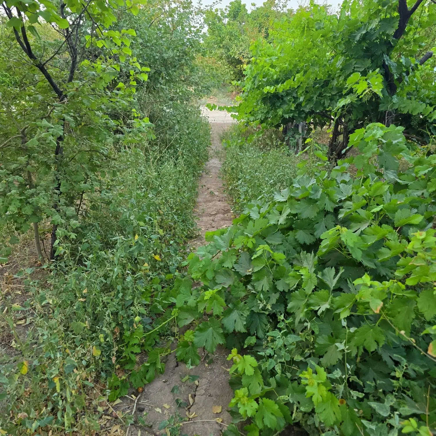 باغ میوه محمودآباد اصفهان