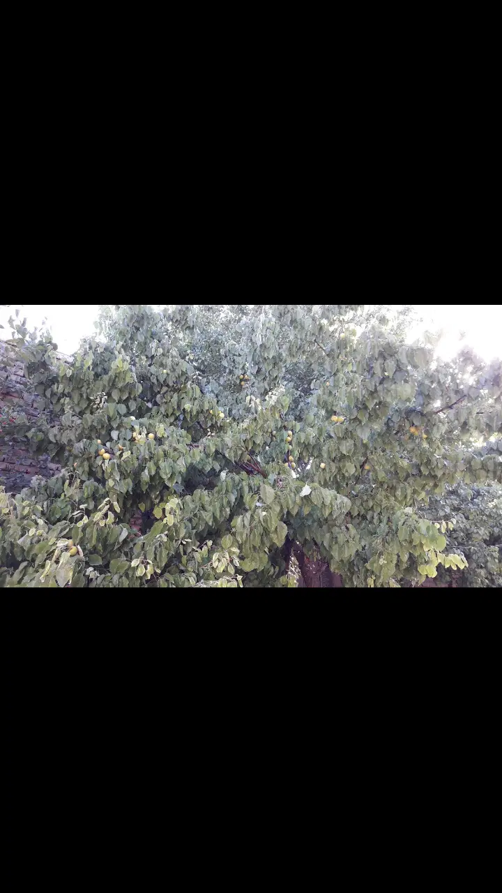 خانه مسکونی دهپیاز