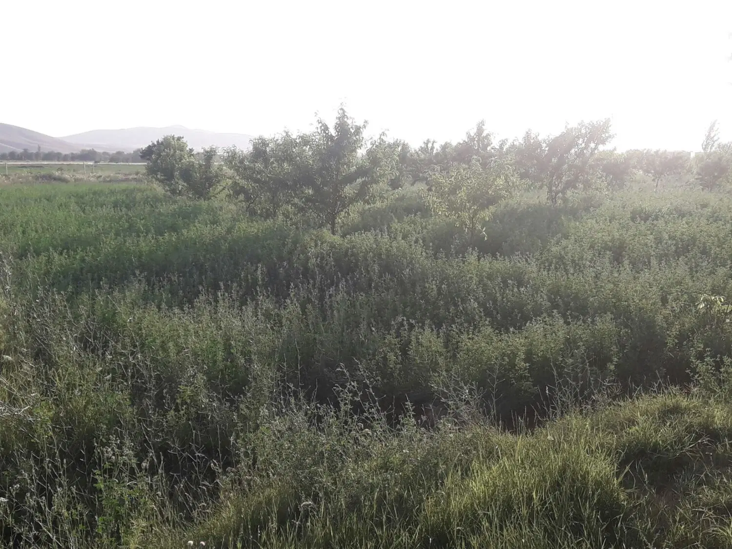 فروش دوهزاروپانصد متر زمین کشاورزی در  توچغاز
