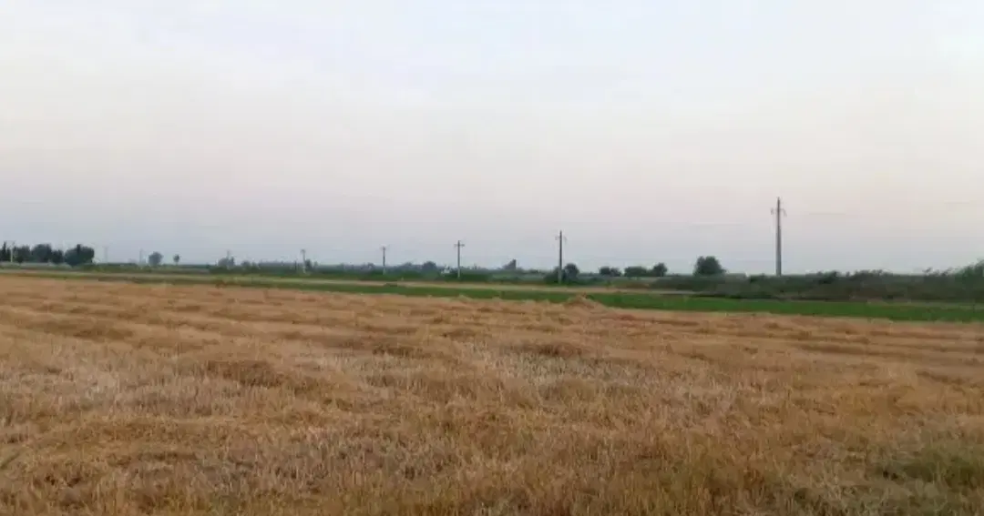 ۴.۵ هکتار زمین برای کشت سیر