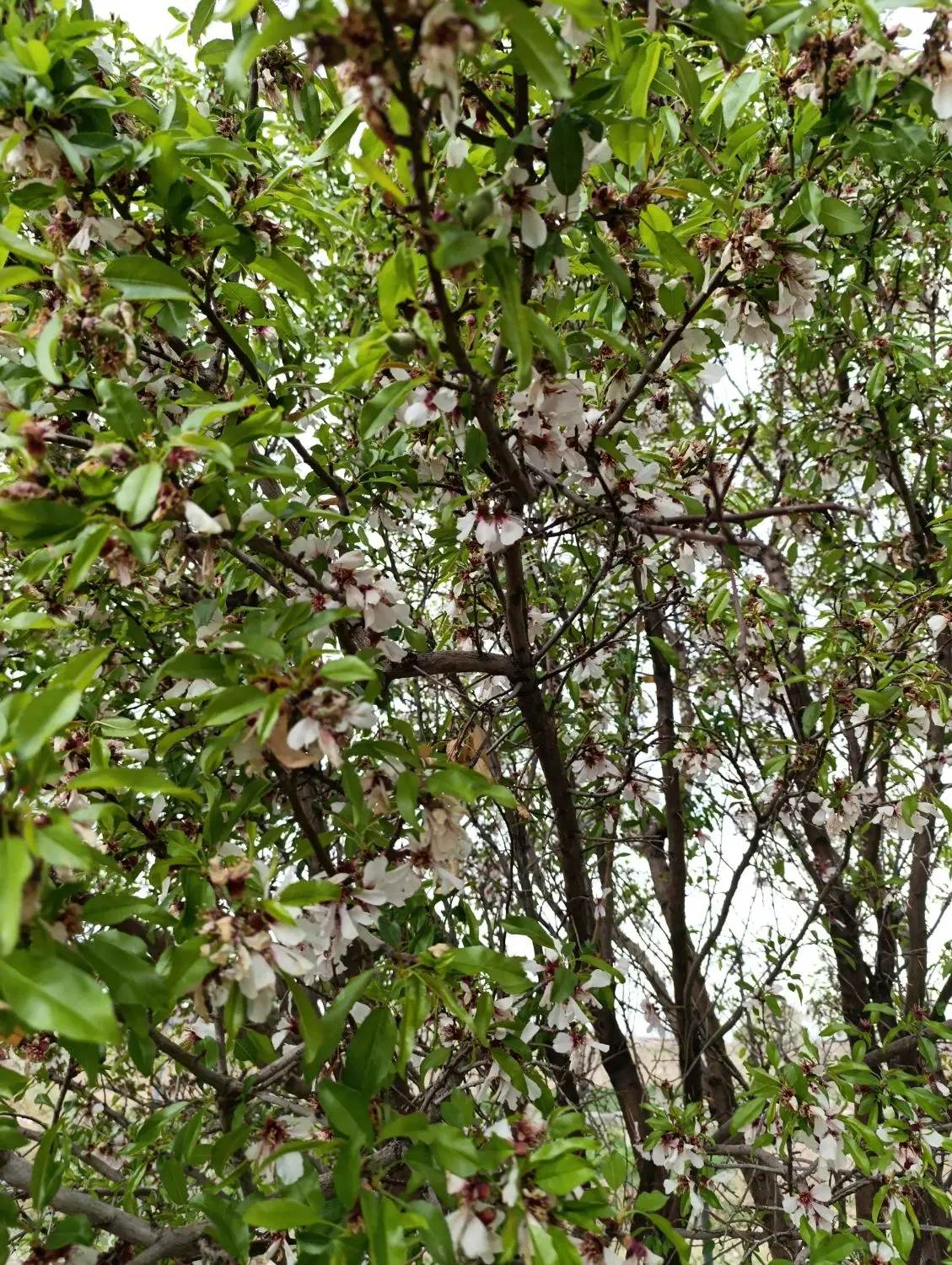 باغچه ی۳۰۰متری،قابل معاوضه باطلاوماشین