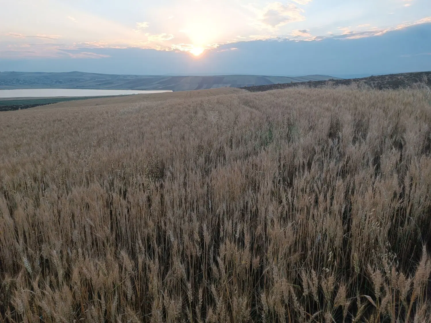 زمین مسکونی روبروی شهرک ولیعصر