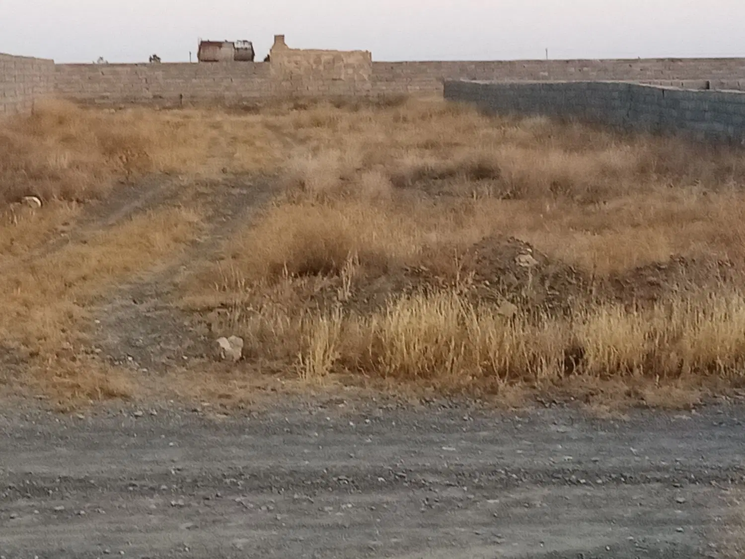 زمین باغی کاهو