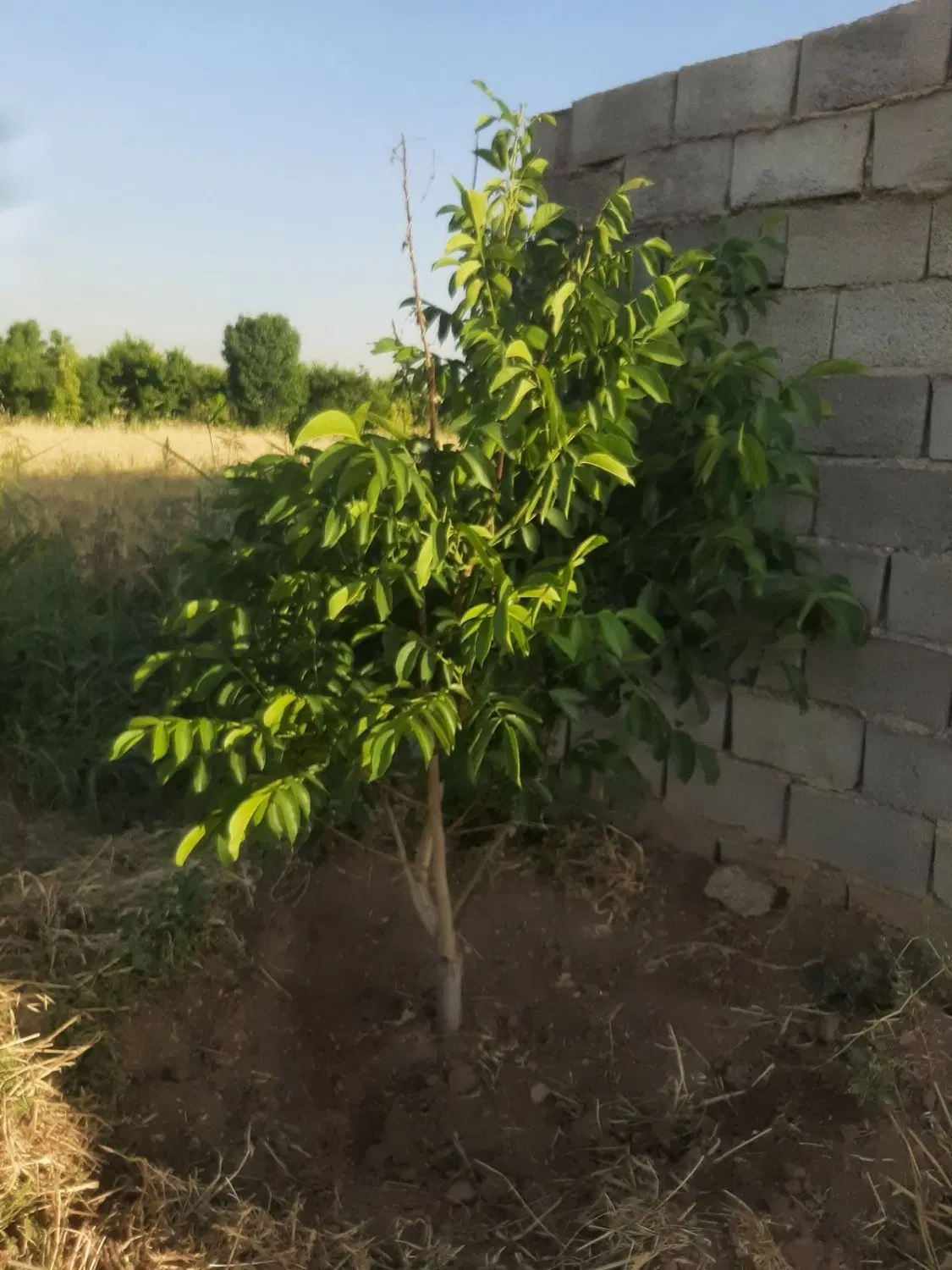 باغ پسته و بادام در الوند