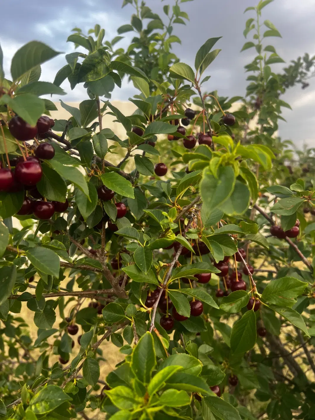باغ در نزدیکی شهرک شیخ شهاب