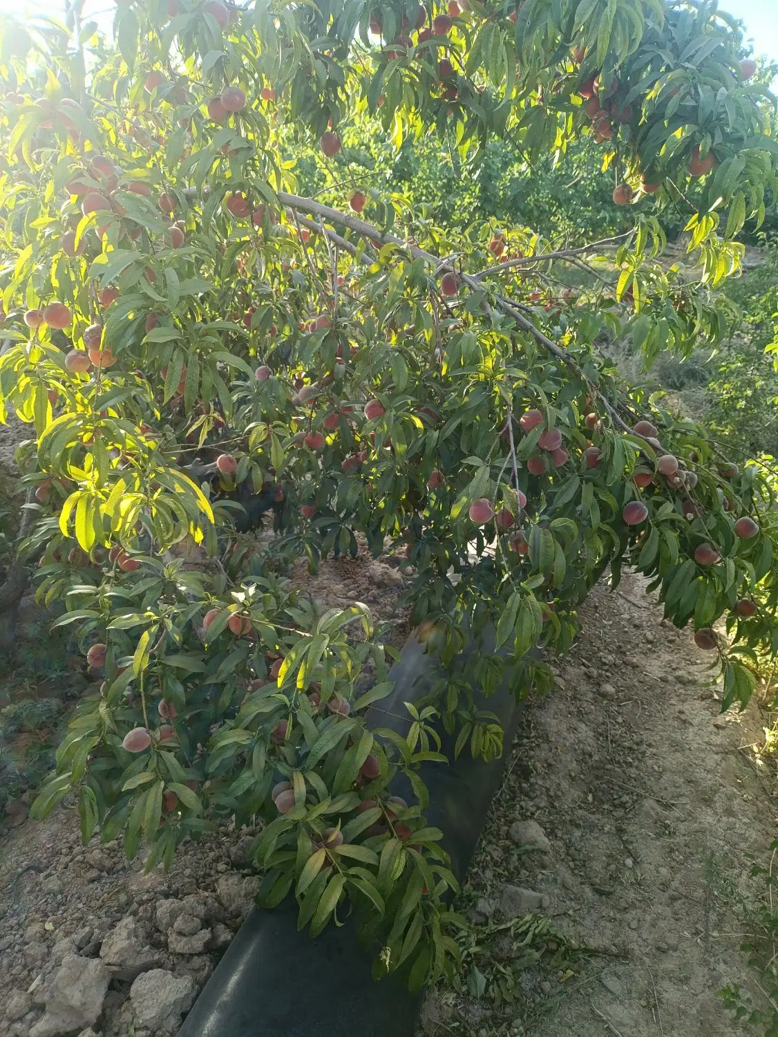 باغ