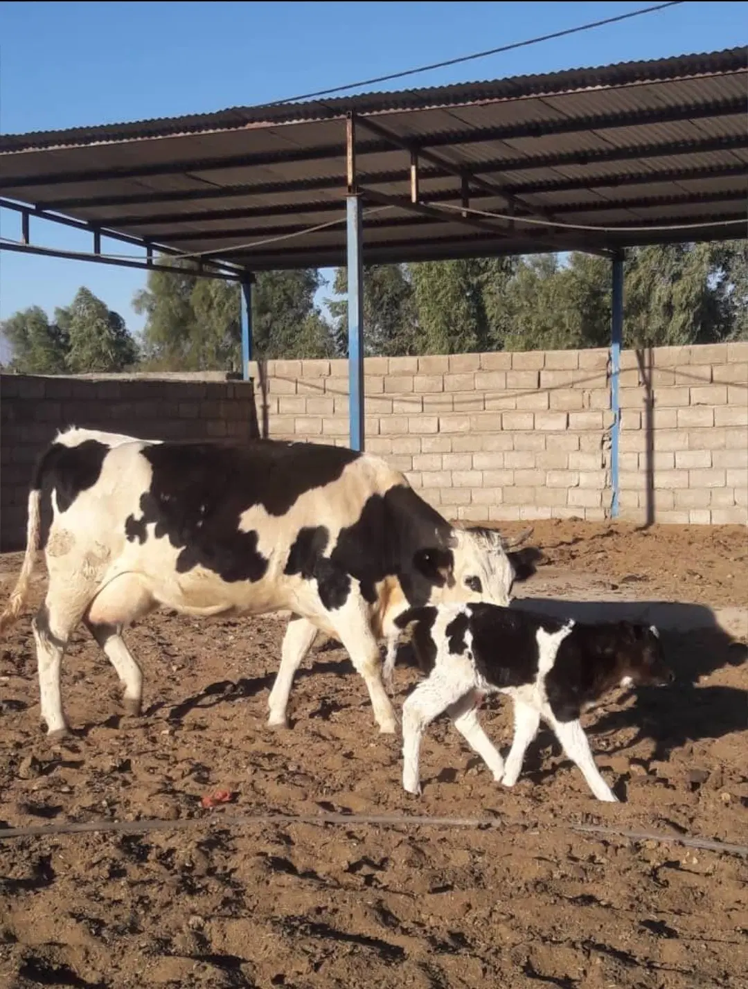 فروش گاوداری صنعتی مجتمع گاوداری بیدران