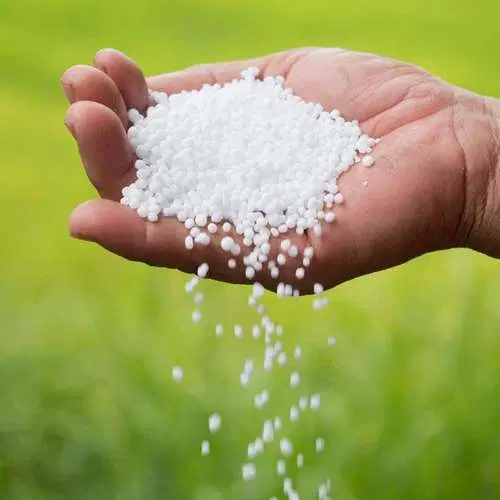 شالیزار۵هکتاری سندتک برگ