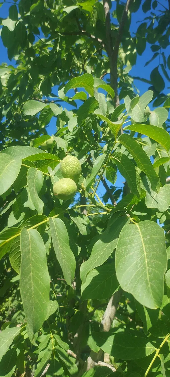 ۱۰۰۰ متر زمین باغی با انواع درختان میوه