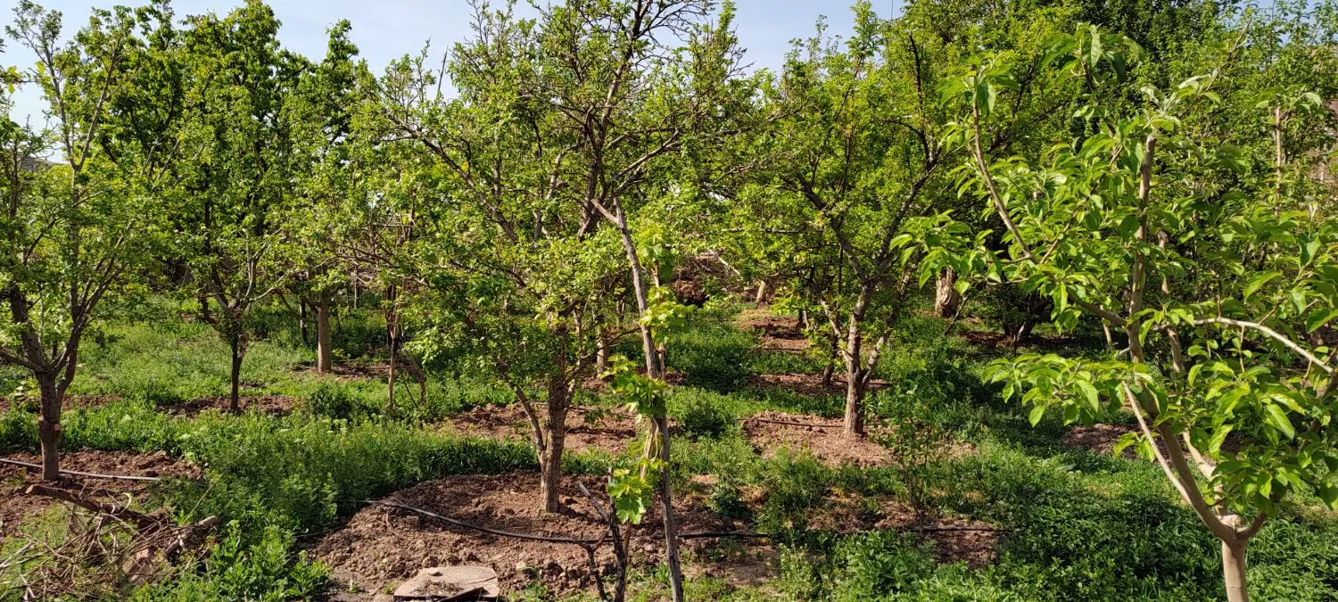 زمین اوقافی
