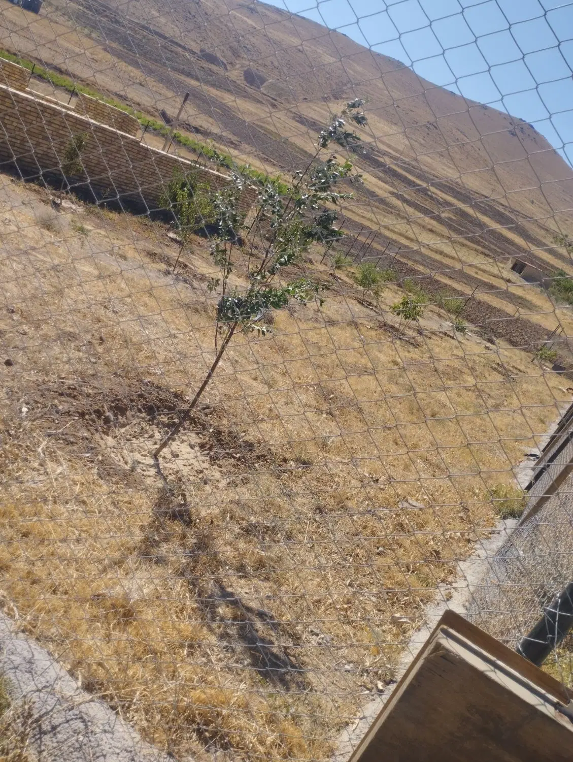 زمین باغ