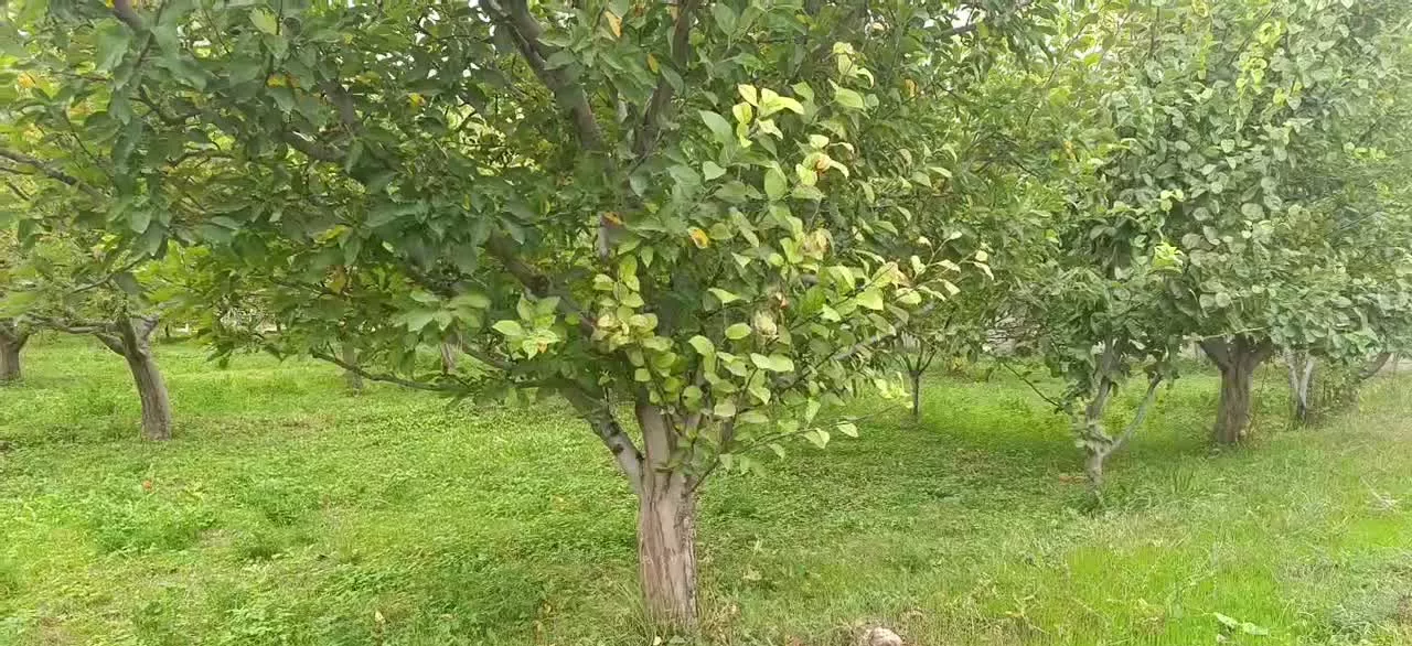 جاده سنتو *اردوشاهی*