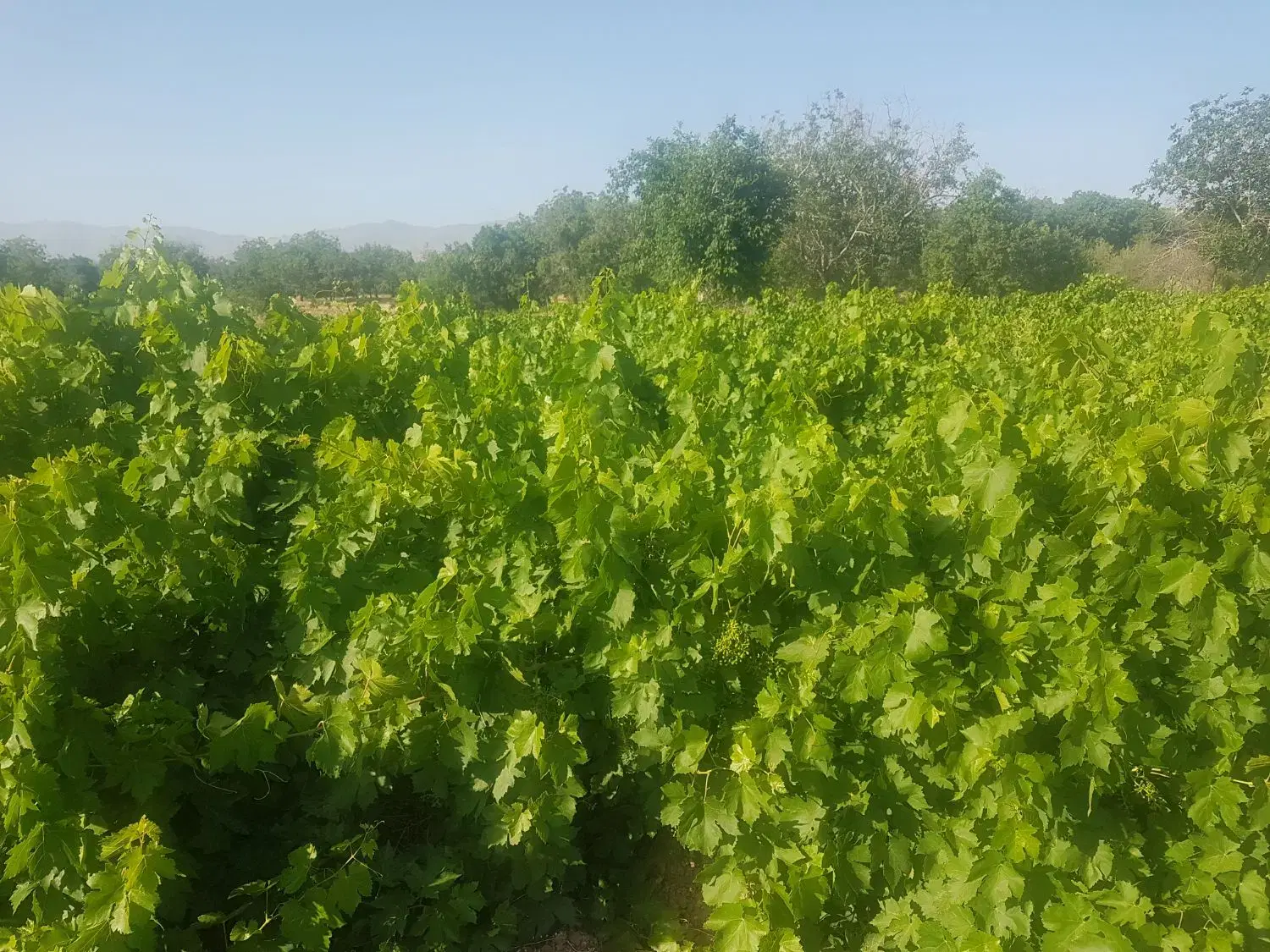 باغ   ۸۶۰ متری در بیضا
