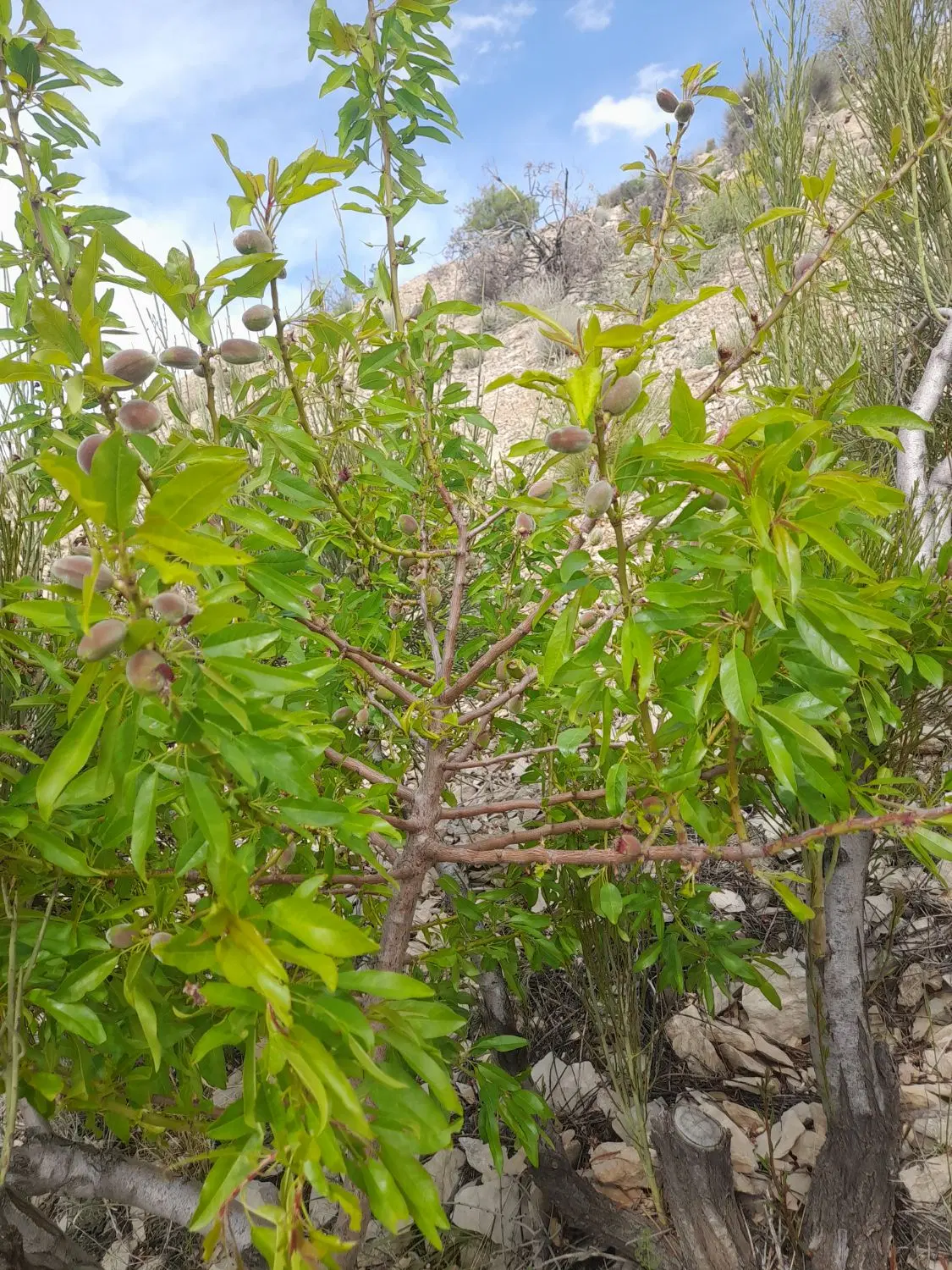 گردشگری باغ