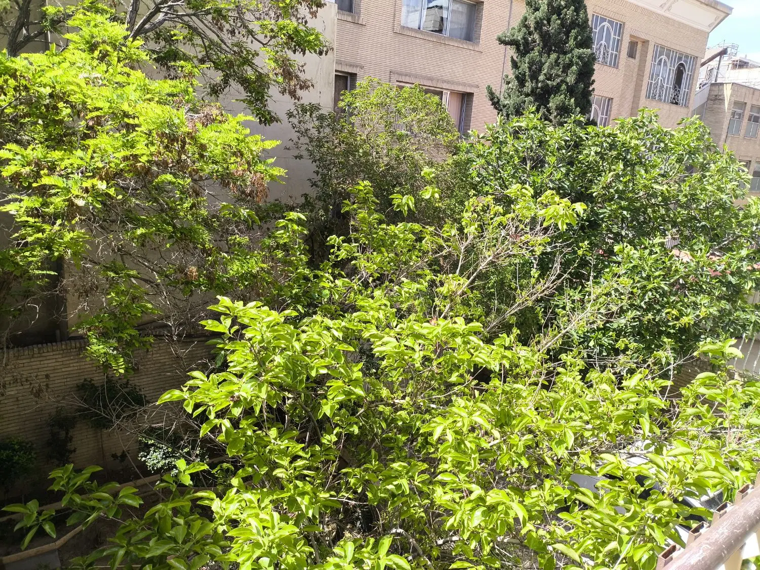 زمین مسکونی فروشی