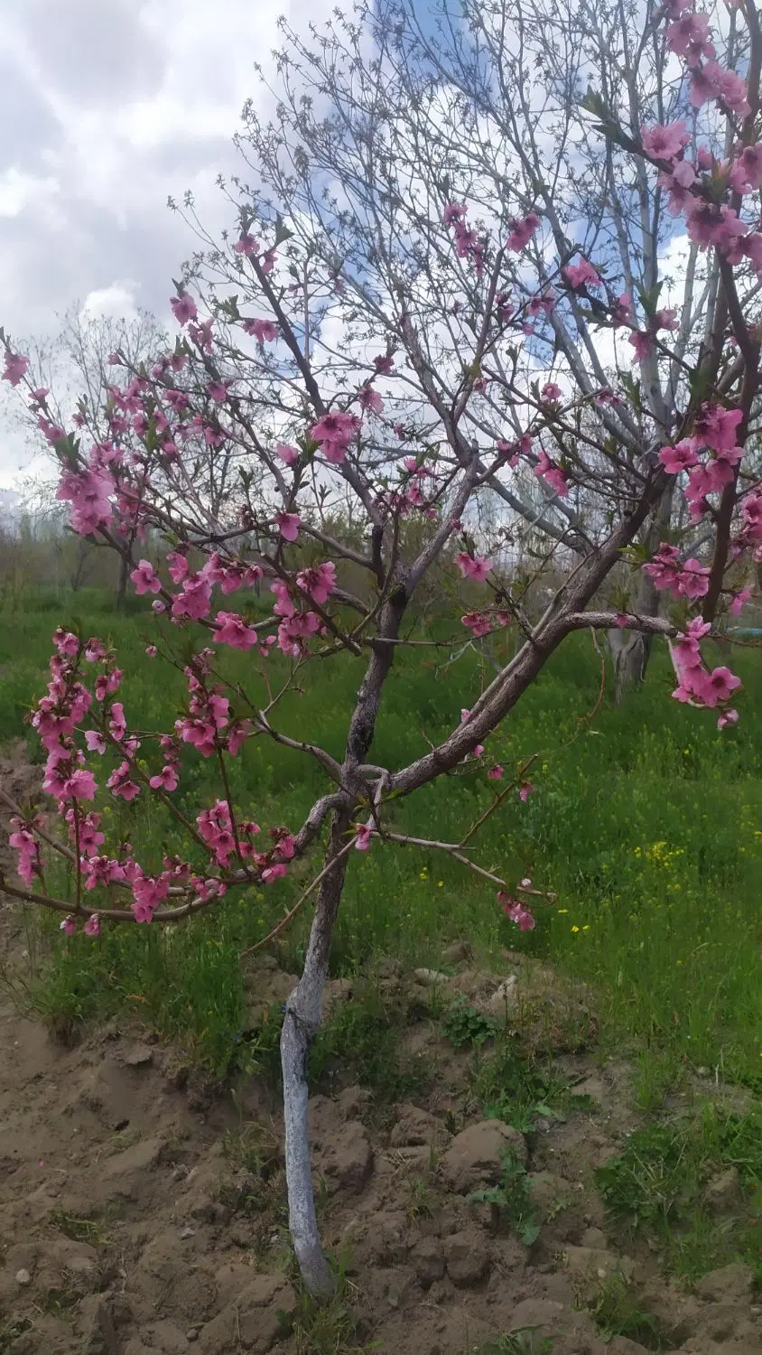 باغ ویلای مرند4000