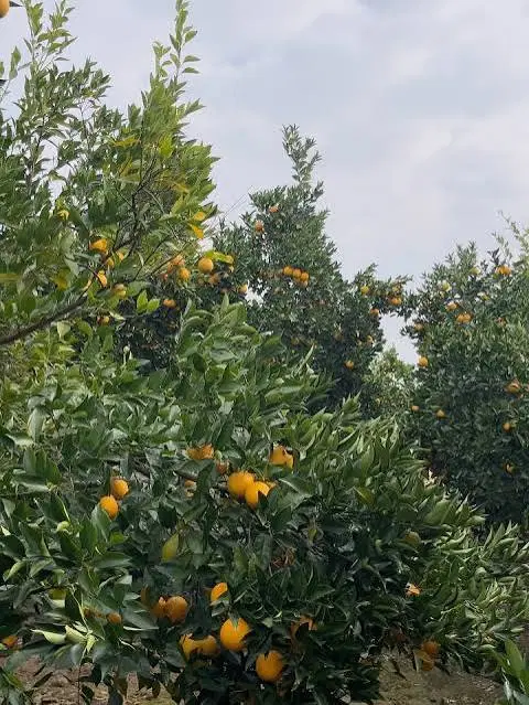 فروش زمین باغ پرتقال