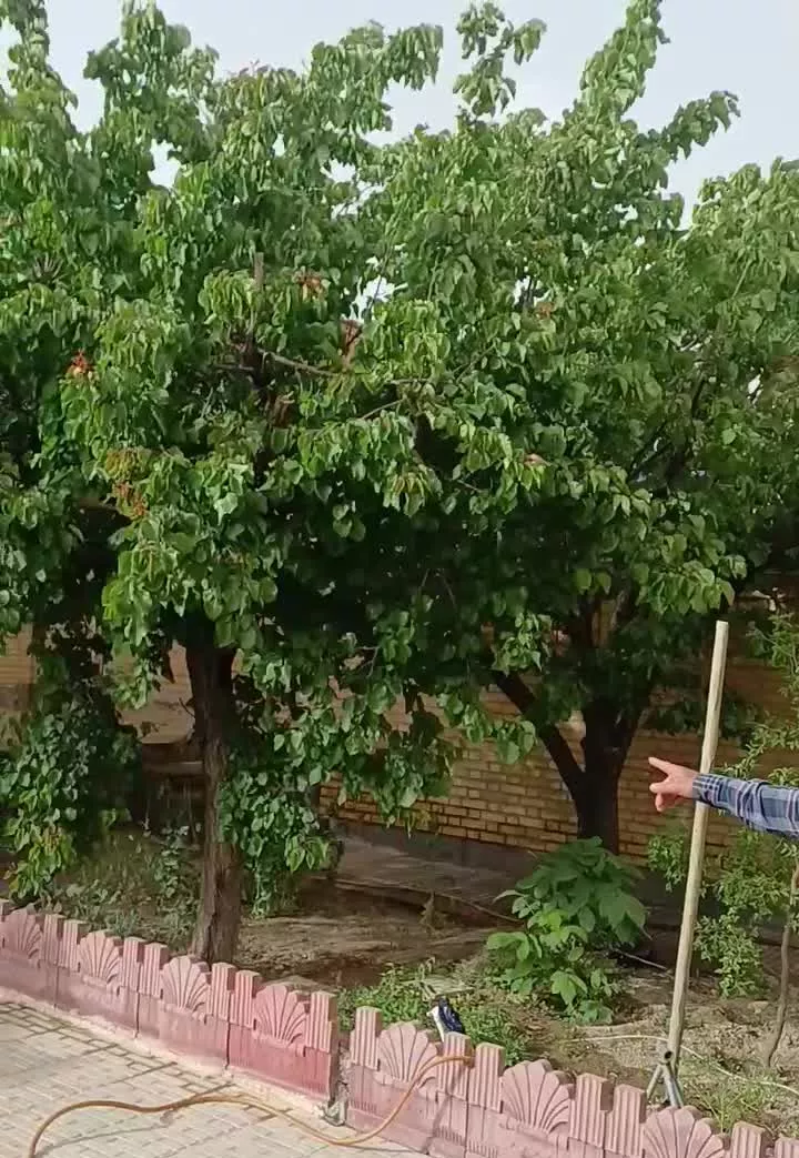 ویلایی مهاجران