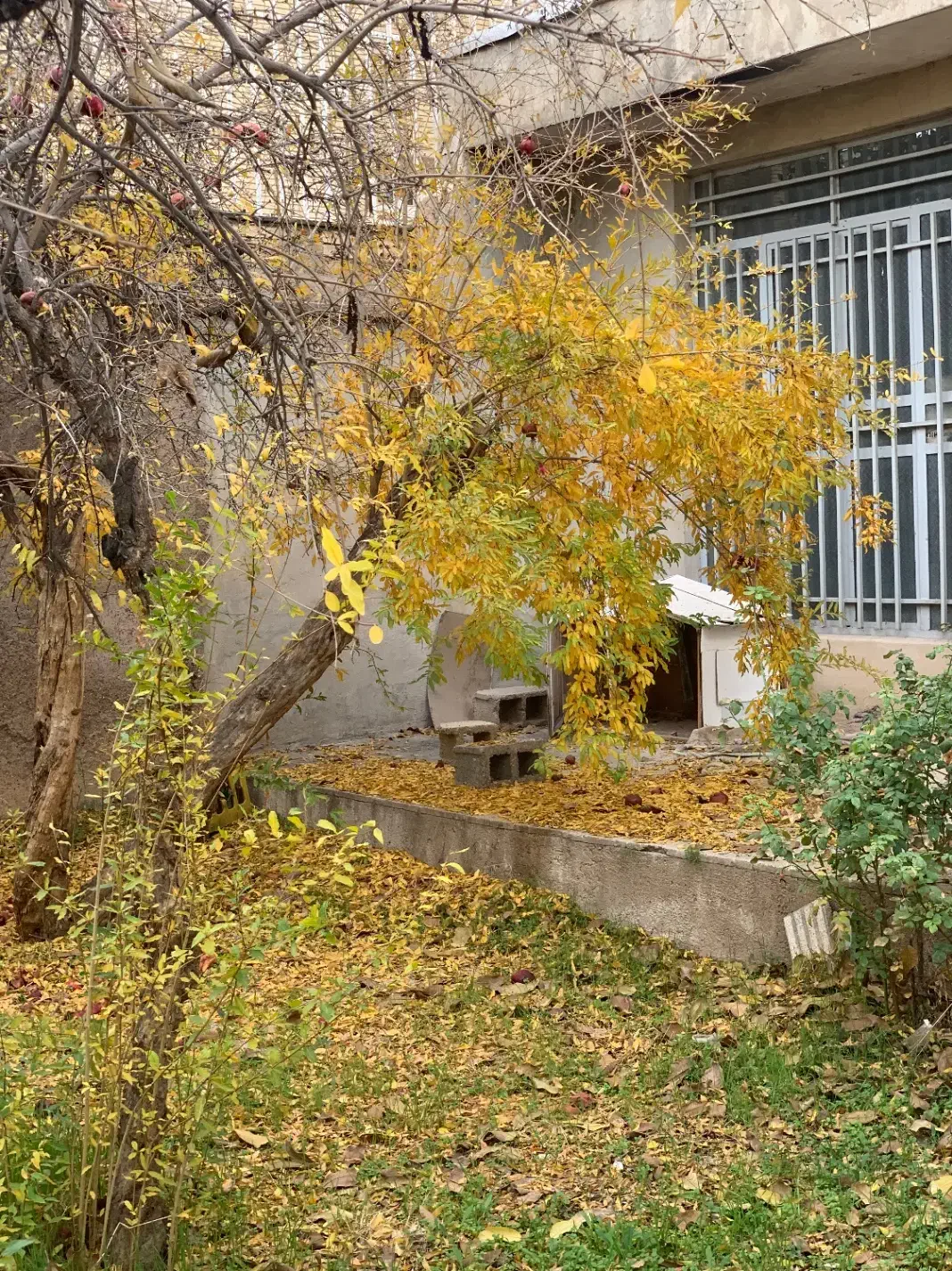 کلنگی در قصردشت