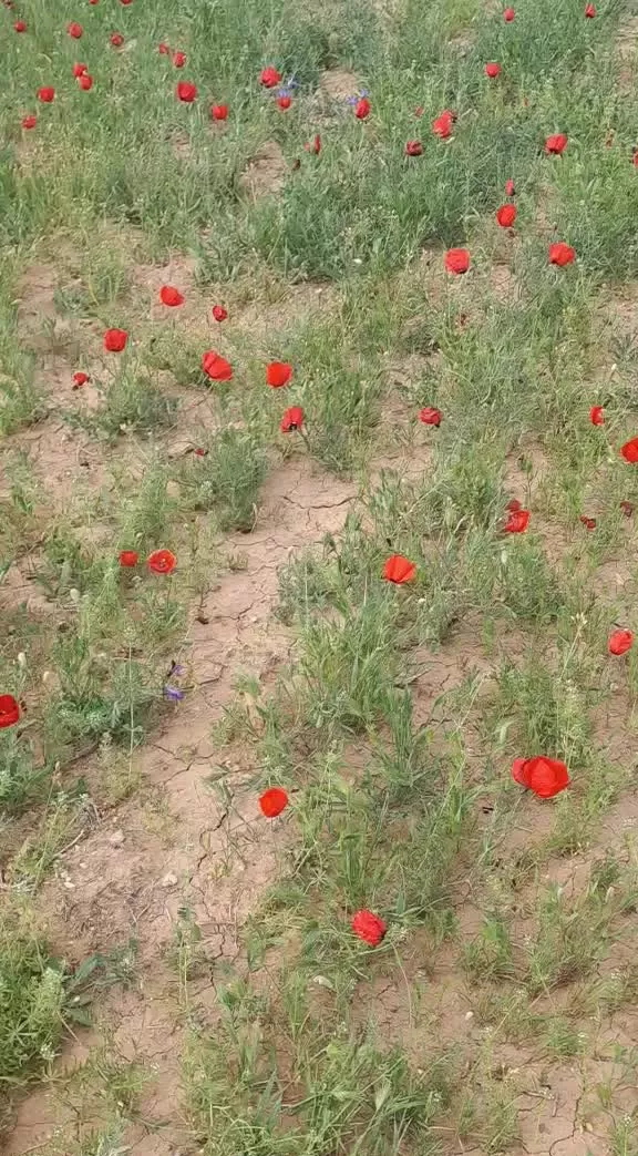 زمین باغ در روستای چورزق قره گونی در خط لوله گاز