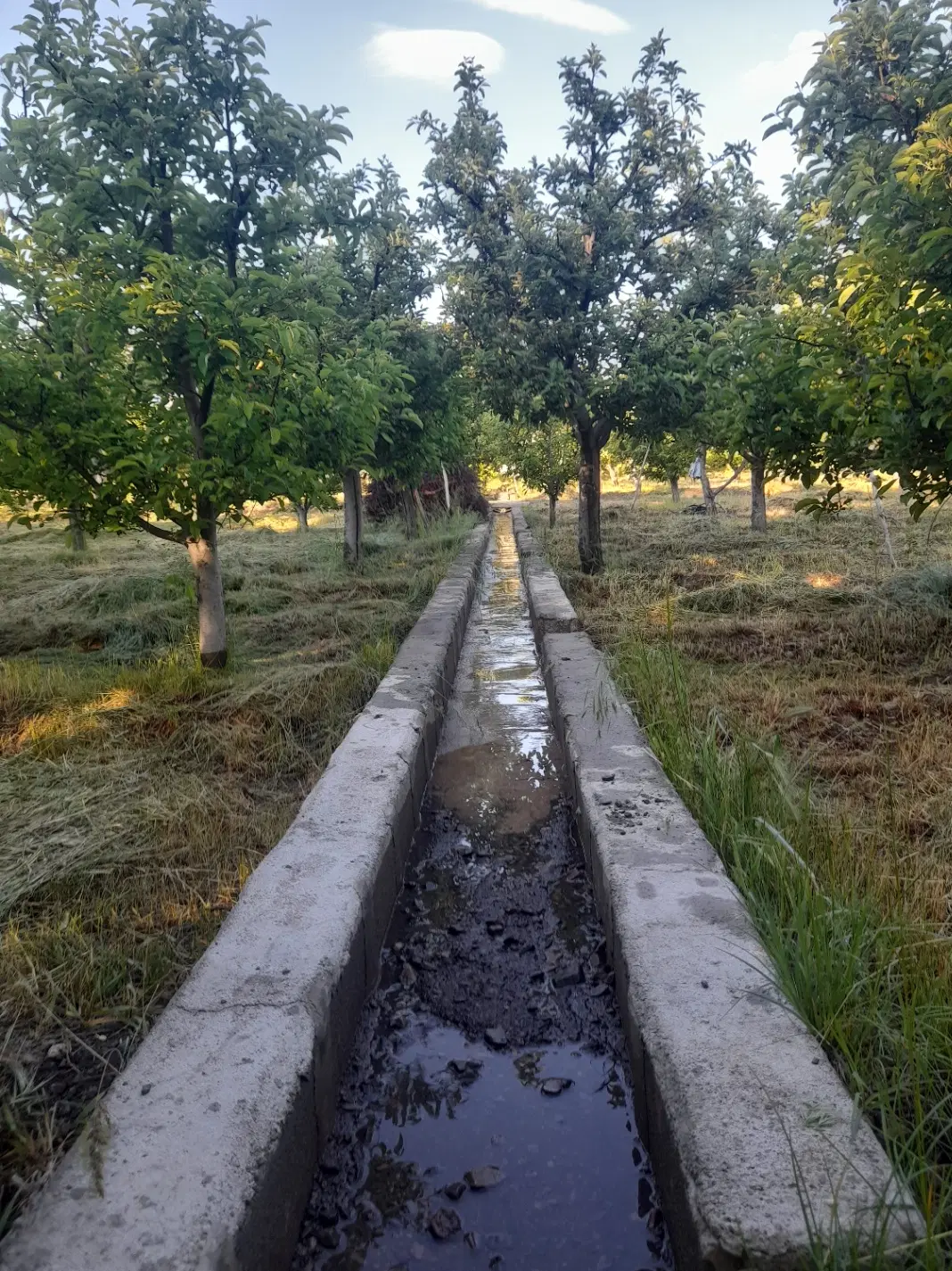 یک قطعه باغ