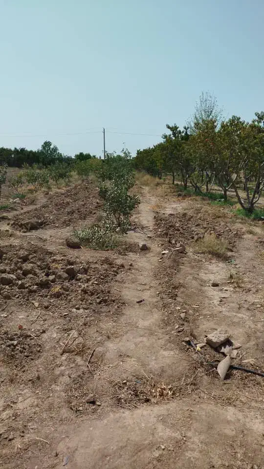 زمین کشاورزی جهت ساخت گلخانه