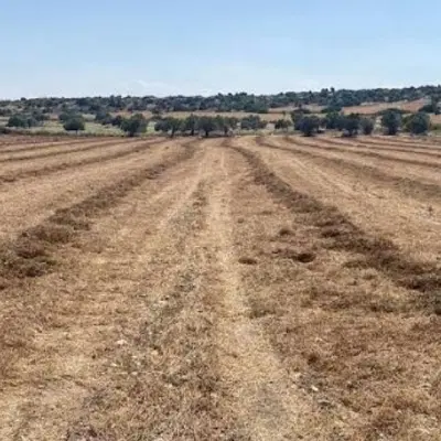 زمین ۵ هکتار