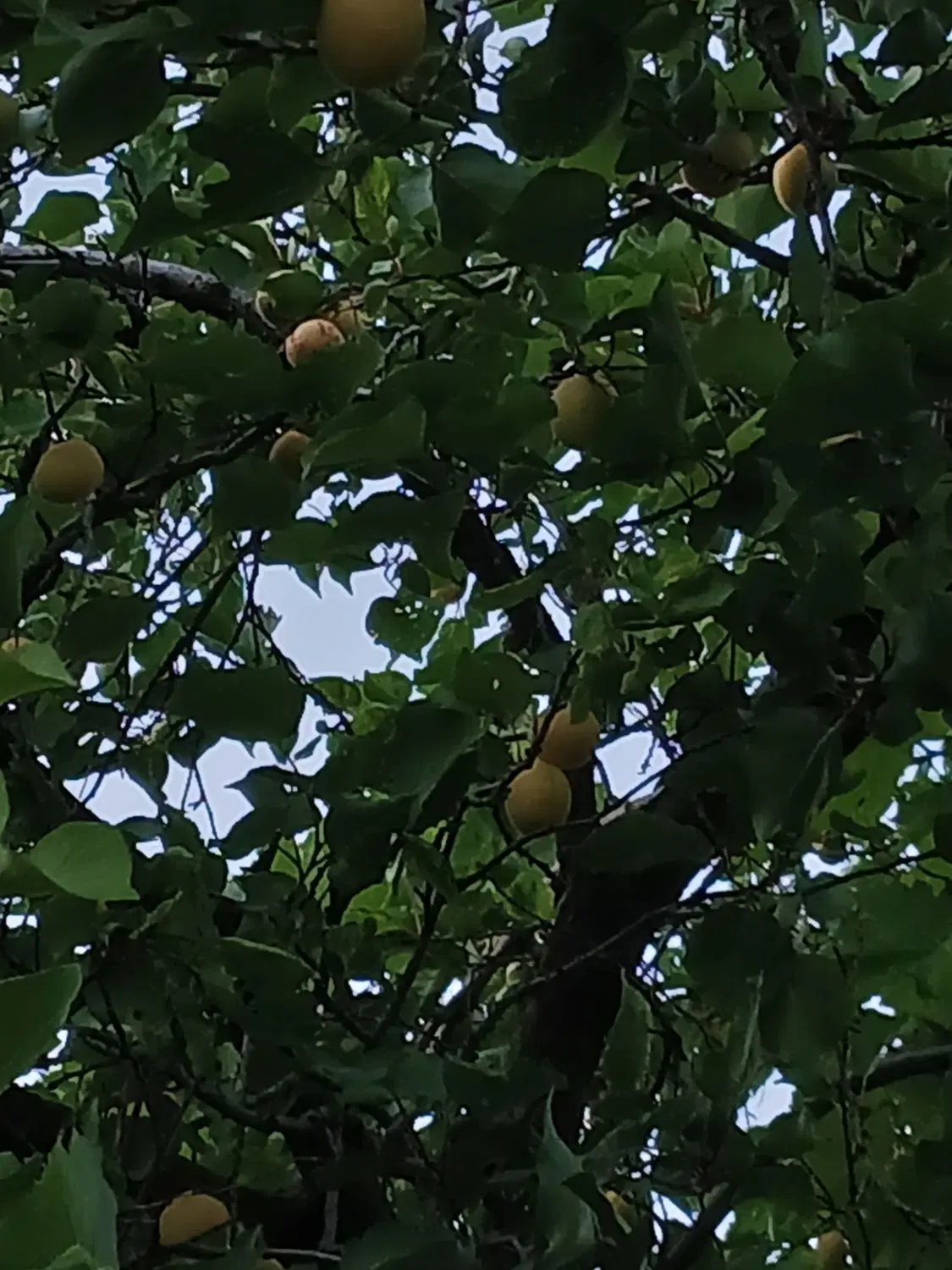 باغ ۸۱۰ متری در گلمکان