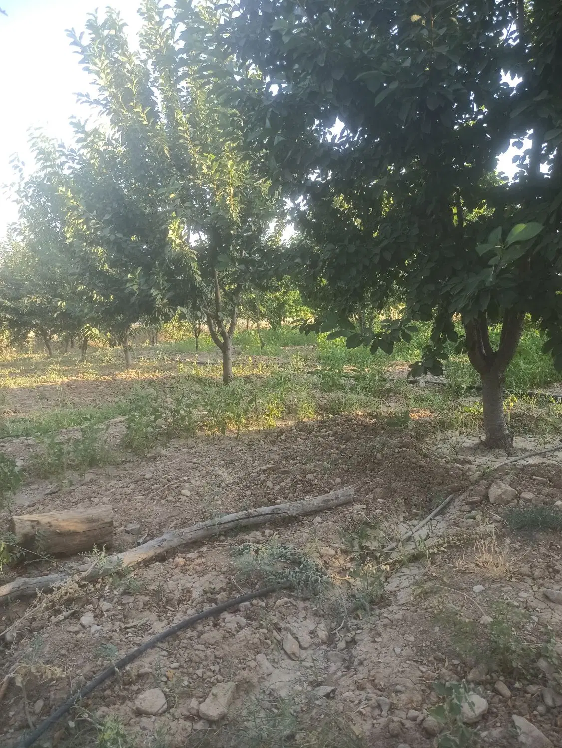 ۱۰۰۰متر زمین کشاورزی