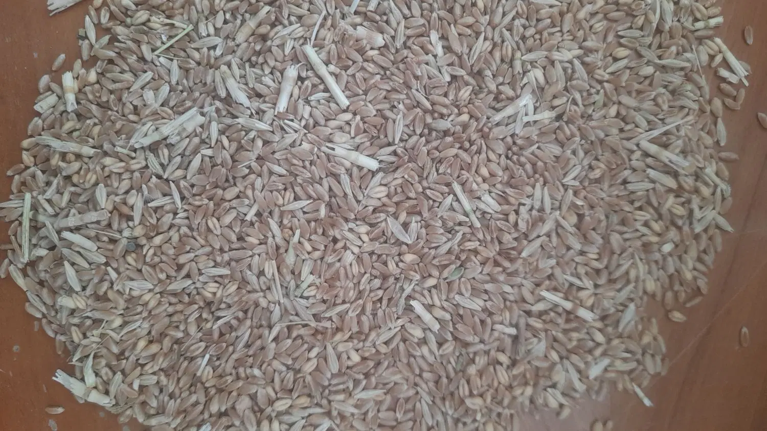زمین باغی