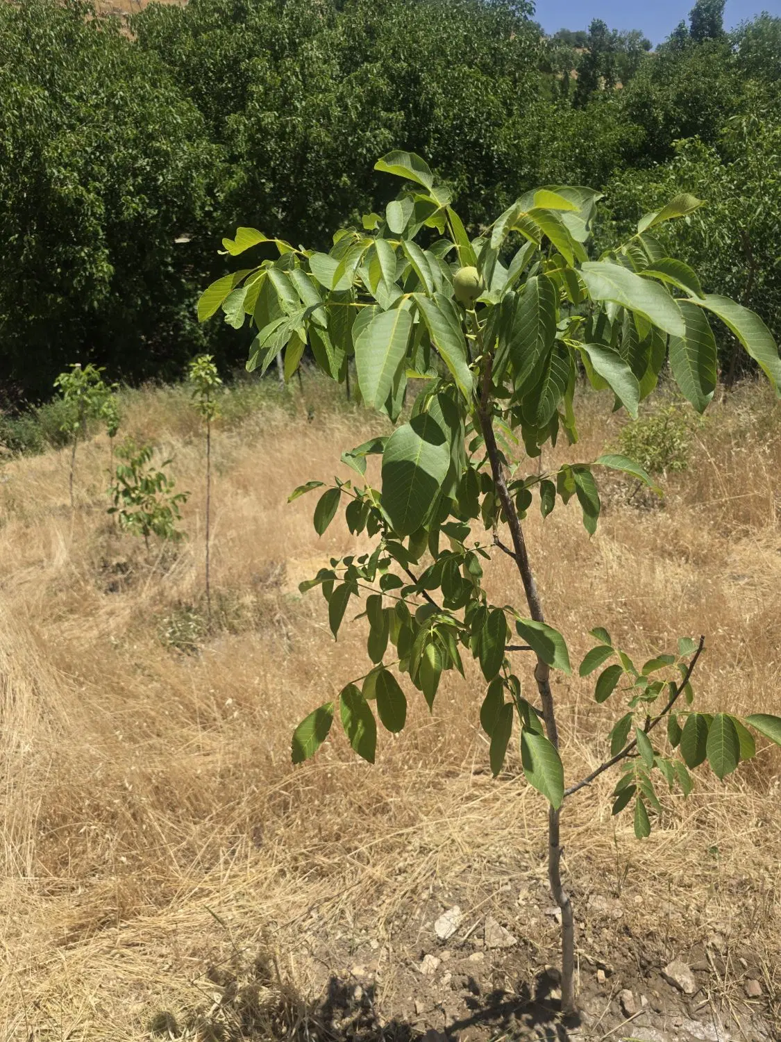 یه باغ ۲۵۰۰ متر
