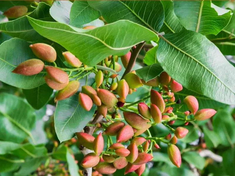 زمین پسته آب شیرین
