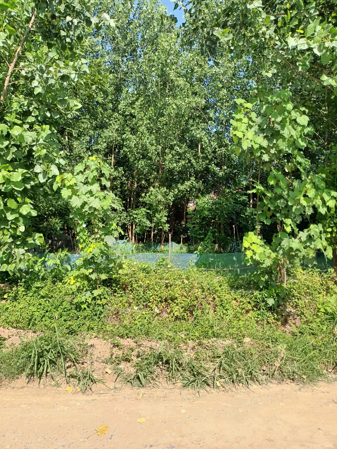 زمین مسکونی و بیجار ۳۸۰۰متر